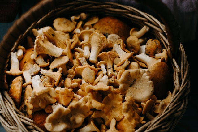 Buy Psilocybin Mushrooms Online