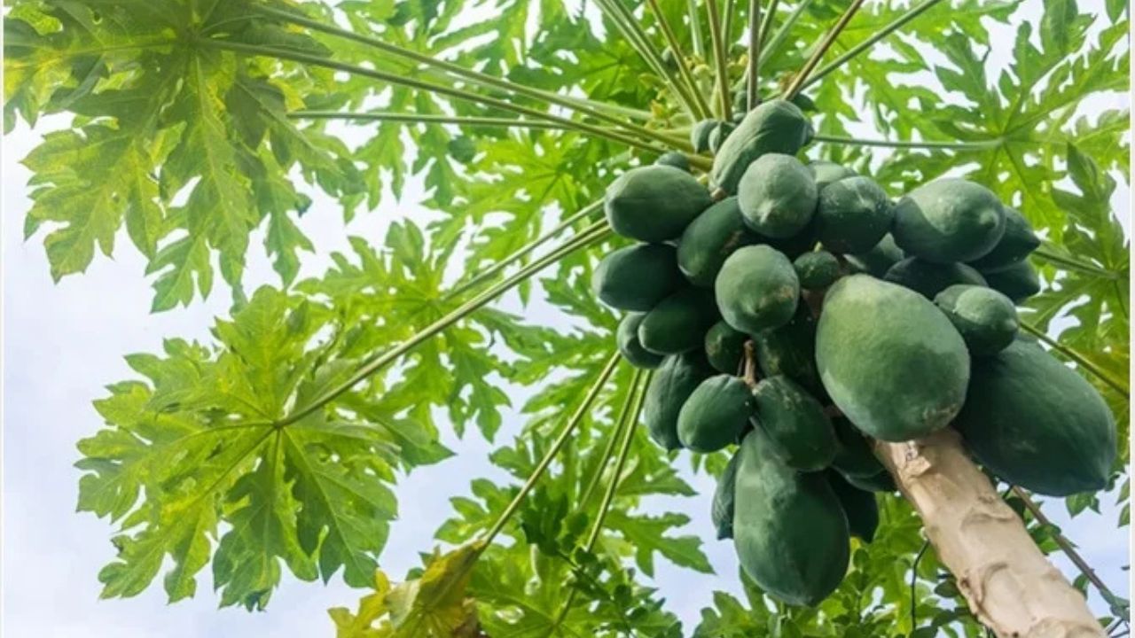 Raw papaya is a panacea for diabetes! Know its surprising benefits